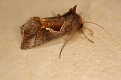 Chrysodeixis subsidens