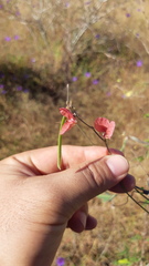 Macroptilium lathyroides