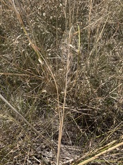 Setaria geminata