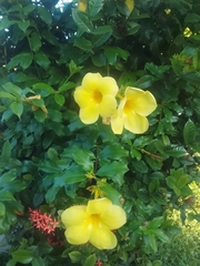 Allamanda cathartica