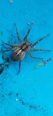 Artoriinae