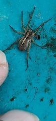 Artoriinae