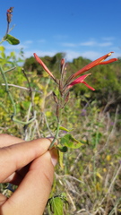 Justicia californica