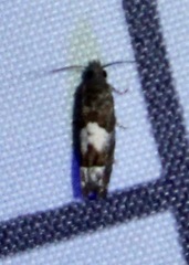 Eucosma parmatana