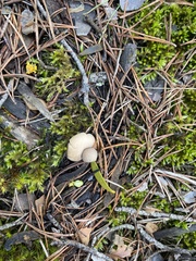 Geastrum