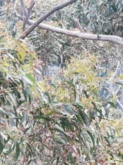 Eucalyptus racemosa