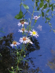 Symphyotrichum dumosum