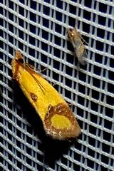 Agapeta zoegana