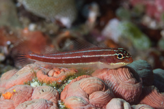 Helcogramma striata