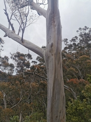 Eucalyptus racemosa