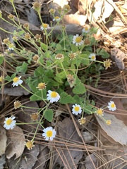 Perityle microglossa