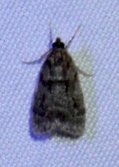 Scoparia basalis