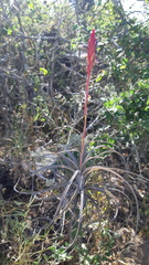 Tillandsia exserta