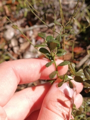 Vaccinium myrsinites