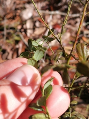 Vaccinium myrsinites