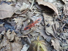 Macrocheraia grandis