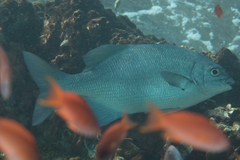 Kyphosus cinerascens