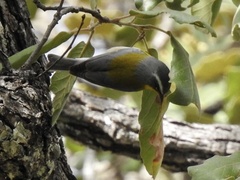 Oreothlypis superciliosa