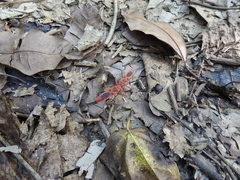 Macrocheraia grandis