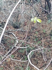 Sambucus cerulea