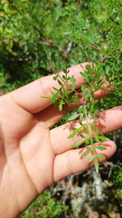Bursera stenophylla