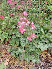 Heuchera sanguinea
