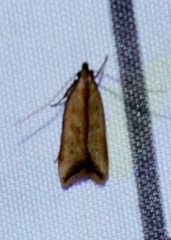 Dichomeris heriguronis