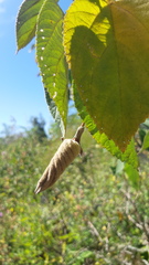 Helicteres baruensis