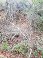 Sambucus cerulea