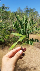 Lonchocarpus hermannii