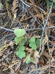 Oxalis oregana