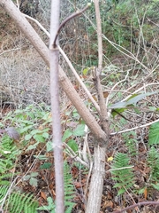 Sambucus cerulea