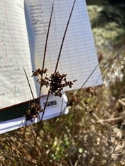 Juncus patens