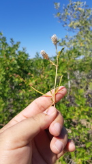Blutaparon vermiculare
