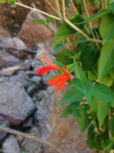 Arizona water-willow (Justicia candicans)
