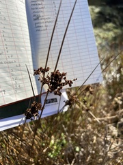 Juncus patens