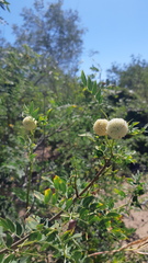Leucaena lanceolata