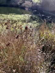Juncus patens