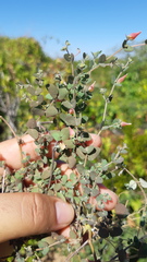 Euphorbia petrina