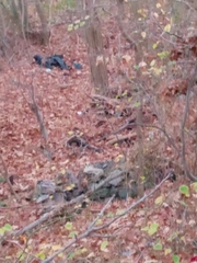 Toxicodendron radicans