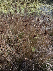 Juncus patens