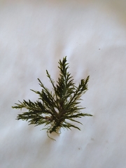 Bryopsis plumosa