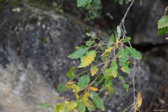 Quercus faginea