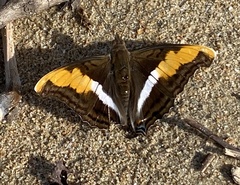 Doxocopa laure laure