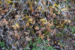 Acer monspessulanum