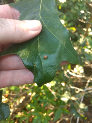 Oak Leaf Gall Midge photo 4