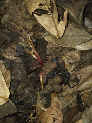 Duguetia spixiana, 2022-11-09