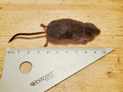 Sorex monticola