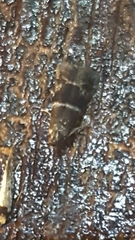 Moodna ostrinella