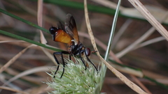 Cylindromyia rufifrons